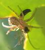 Xysticus sp.